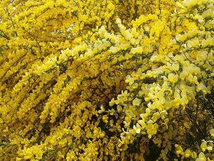 Čilimník skorý All Gold v květináči Cytisus praecox All Gold